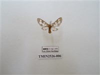 藏品(斑腹鹿蛾)的圖片